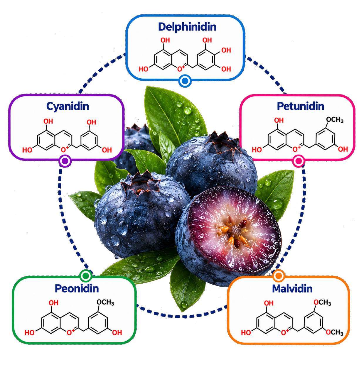 Các hợp chất Anthocyanidin